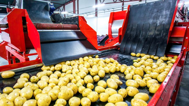 Förderband mit Kartoffeln: Transport von Lebensmitteln